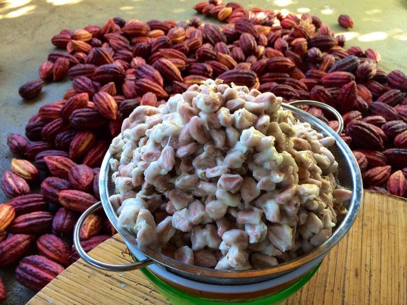 Cacao fruit 1